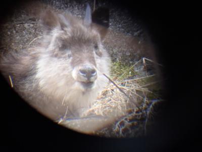 山梨で野生動物いっぱいの１泊ガイドツアー