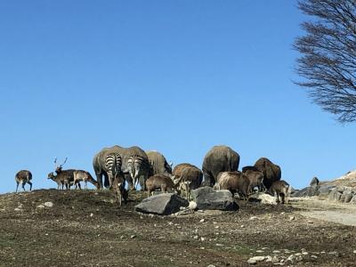 別府5泊6日その5　動物だらけのアフリカンサファリ！