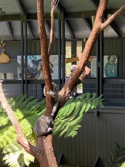 第2日 タロンガ動物園へ