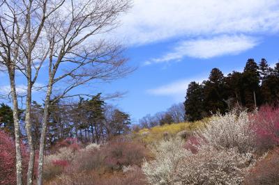 春の秩父・長瀞ひとり旅（後半）～宝登山で蝋梅と梅の花を堪能してきました