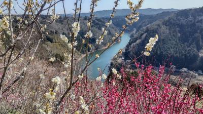 いいお天気に梅の香りと月ケ瀬温泉