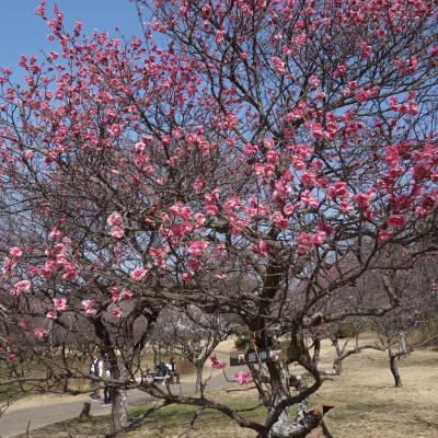 大高緑地に春がきた。梅の花が盛りです。