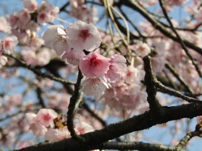 信濃桜が見頃を迎えつつありますーJR東戸塚駅北側