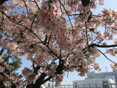 玉縄桜の花が盛りを過ぎたようですー大船駅西口