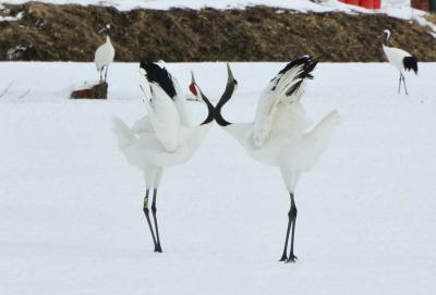 タンチョウ 鶴舞う里に響く鳴き声