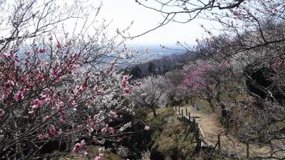 筑波山ハイキングと筑波梅林の梅満開