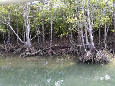 第2日(1月31日(火)) 西表島観光