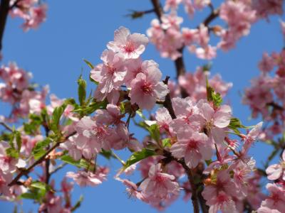 健康福祉村にカワセミが来た...らしい (^^;)☆2023年3月