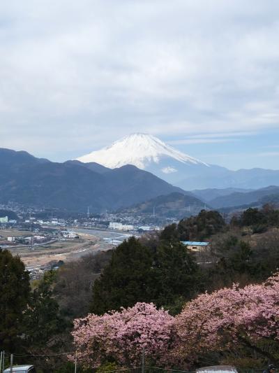 松田の梅と桜