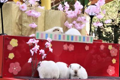 智光山公園こども動物園でモルモットの雛壇を～春のモルモットお帰り橋やコツメカワウソのむしゃむしゃタイムやカピバラたらい湯やポニーのお帰り他