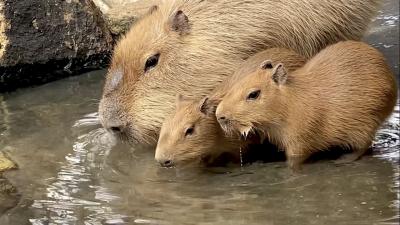 姫路と神戸のカピバラさん追っかけひとり旅♪