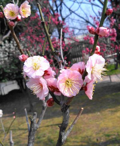 京都十二薬師霊場めぐり３回目