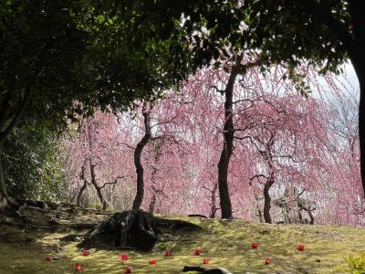 一年半ぶりの京都、梅の季節♪そして初めてましての4トラの友。