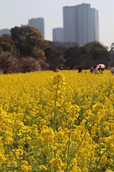 浜離宮恩賜庭園の菜の花☆魚月☆2023/03/08