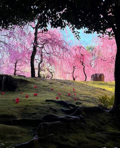 京都へ　城南宮のしだれ梅と落ち椿　