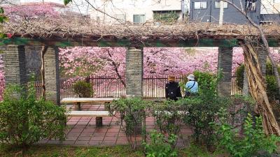 2023年花便り･淀水路の河津桜の開花状況は？