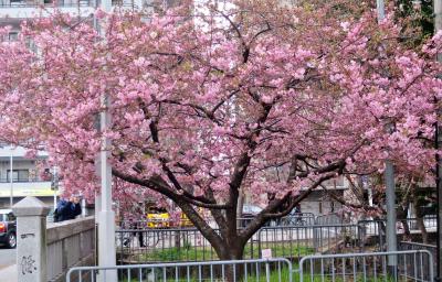 月一京町散歩（3月）平安京散歩「一条大路」