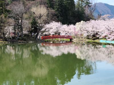 日帰り　臥竜公園の桜を観る