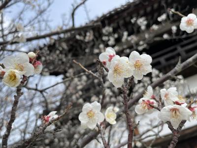 2023.3.9-11 京都、奈良、大阪の一人旅　1日目 奈良レンタカーで飛鳥、斑鳩へ東大寺お水取り