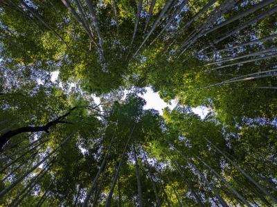 2023年のひとり旅　No.3　福田美術館と湯豆腐の日