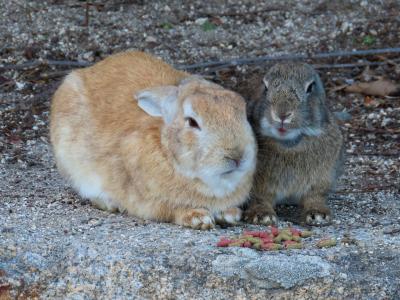 呉とうさぎ島・大久野島を訪ねる旅