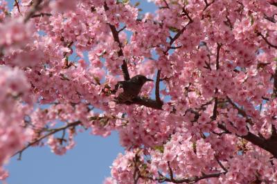 春が駆け足でやってきた！伊勢崎みらい公園の河津桜