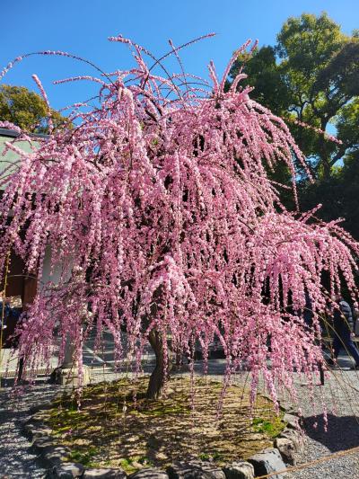 梅の「城南宮」