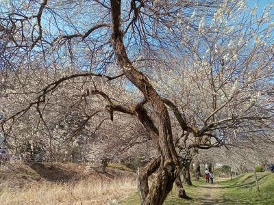 高尾２０２３梅郷　【１】高尾駅～遊歩道梅林～高尾梅の郷まちの広場～湯の花梅林～するさし梅林