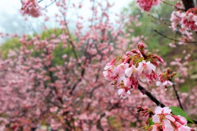 サンディエゴでお花見