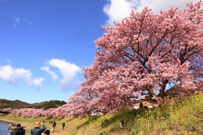 「河津さくら・皇居・迎賓館赤坂離宮」を巡る４日間の旅へ！　№１　静岡県（河津町・南伊豆町）