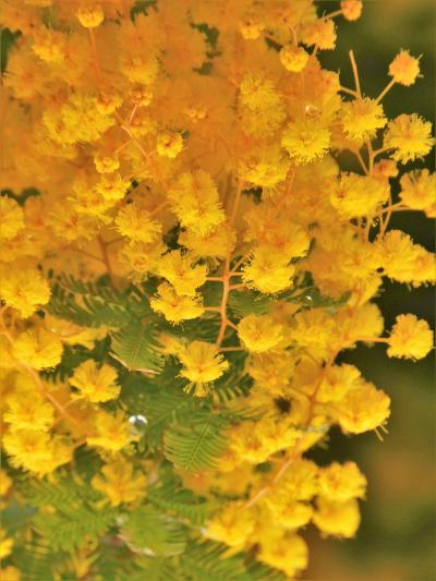 早くも春爛漫の神戸しあわせの村