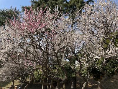 梅を見に保土ケ谷公園へ