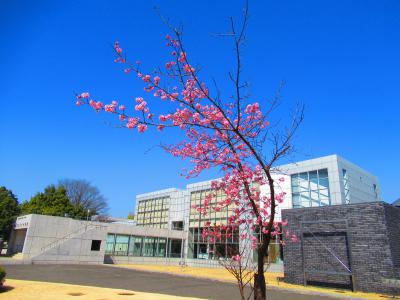 高崎へ日帰り旅（県立近代美術館とだるま寺）