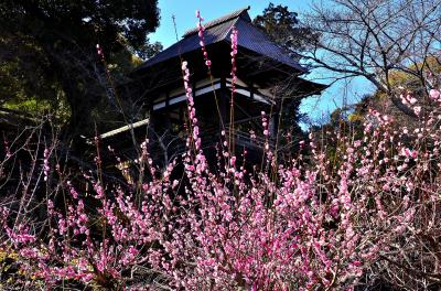 早春賦 近江 石山⑤石山寺 梅園・光堂・八大龍王社・無憂園・密蔵院、他（エピローグ）