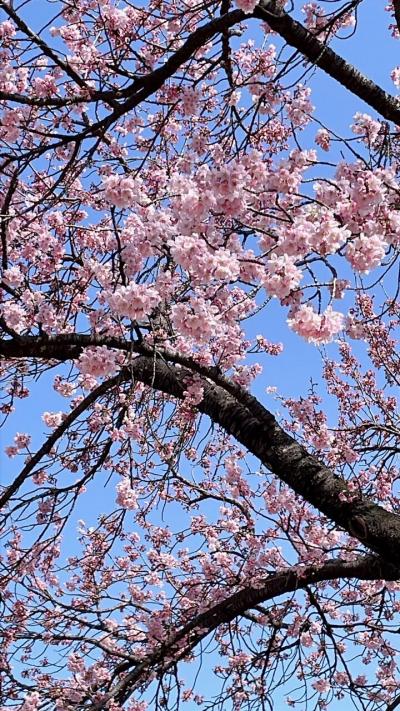 新宿御苑でお花見