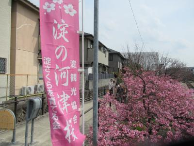 淀の河津桜　2023