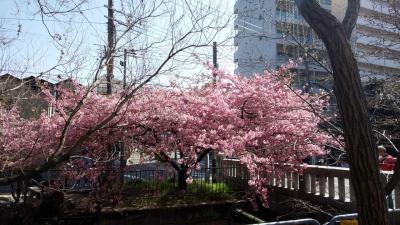 2023年3月☆京都１泊２日旅☆②下鴨神社～河合神社～晴明神社～錦市場