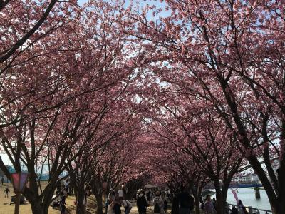 徳島市内・中央公園の早咲き桜満開をひとあしお先に満喫