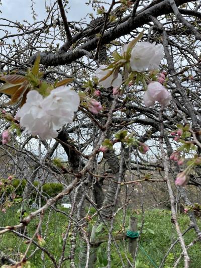 《2023.March》あみんちゅぶらり東海歩く旅そのⅢ静岡～西伊豆観光前編～