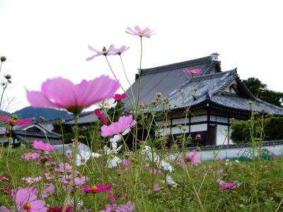 baba友と京都長期滞在 知的好奇心を満たす旅7日間(11)