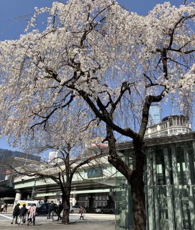 ２日連続桜追っかけ、開花宣言の標本木ってこれね！から日本橋に桜咲く編