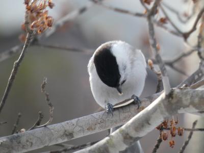 ２０２３年３月　どこかにマイル第１７弾　北海道千歳