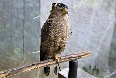 石垣やいま村でリスザルと遊び、カンムリワシと初逢瀬