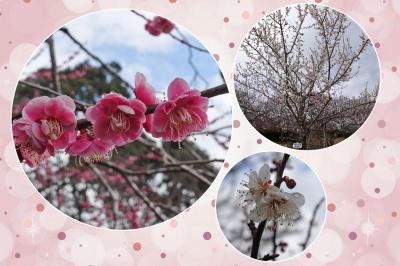 岩本山公園で梅を見て来ました 2023.02.25