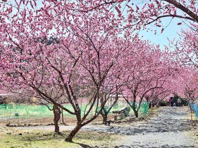 天竜散歩～『月まで3km』～花桃が満開でした