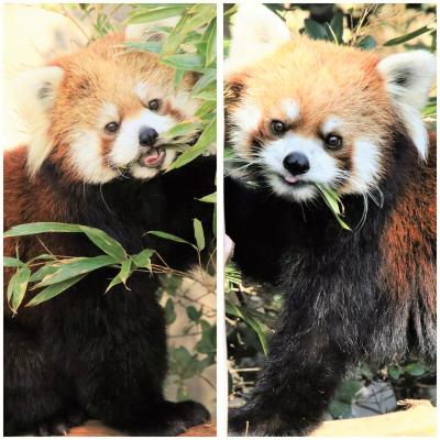 やっと宮崎鹿児島レッサーパンダ遠征４泊３日（４）フェニックス自然動物園（前）やっとカフェとリコちゃんに会えた！～全てのイベントに参加しよう