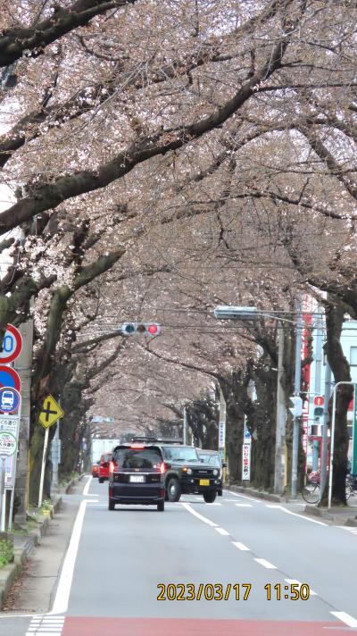 咲き始めた桜トンネルの桜