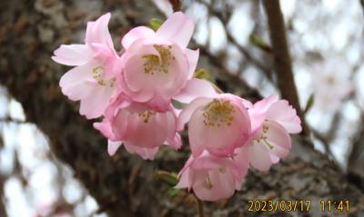 美しかった二度目の冬桜