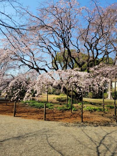 今週の東京の桜と渋沢栄一