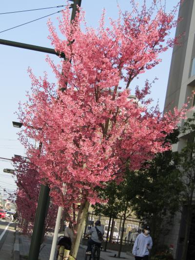 小田原駅周辺では街路樹におかめ桜